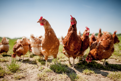 【IoT】ソフトバンクグループ、スマート養鶏サービス「養鶏IoTシステム」の提供開始へ---鶏舎内作業を自動化、データに基づく養鶏へ